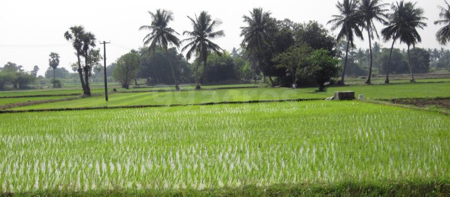 Agricultural Plot for Sale in Goa