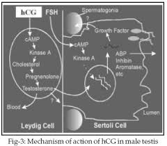 Fertility with HCG Therapy