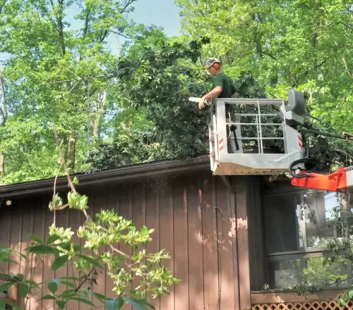 cheap tree trimming service