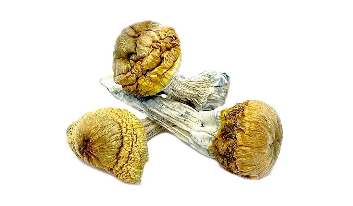 golden teachers magic mushrooms