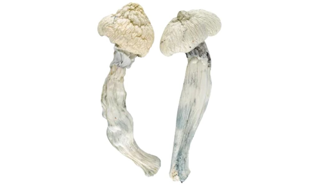 purchase magic mushrooms in Canada