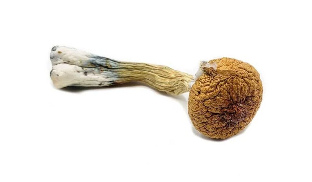 Magic Mushroom Microdoses