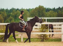 Mastering Horse Riding Basics