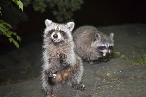 raccoon removal near me