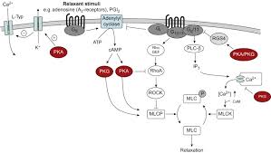 Smooth Muscle Relaxation