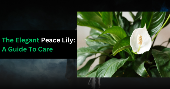 Peace Lily