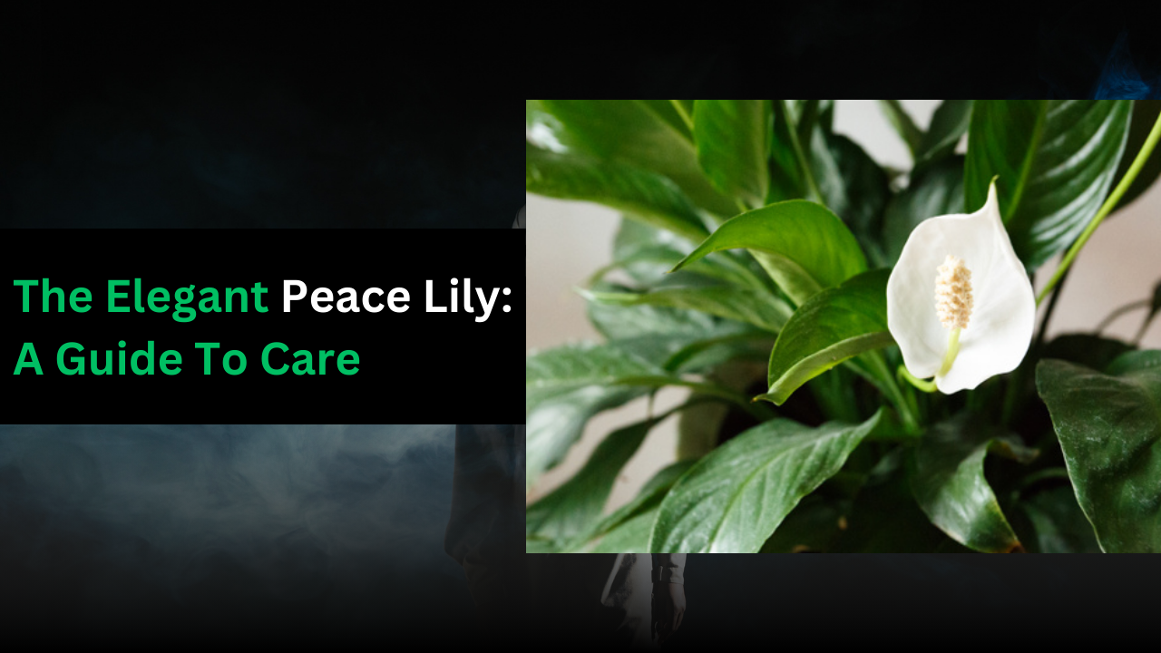 Peace Lily