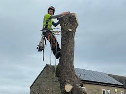 Tree Surgeon Swindon