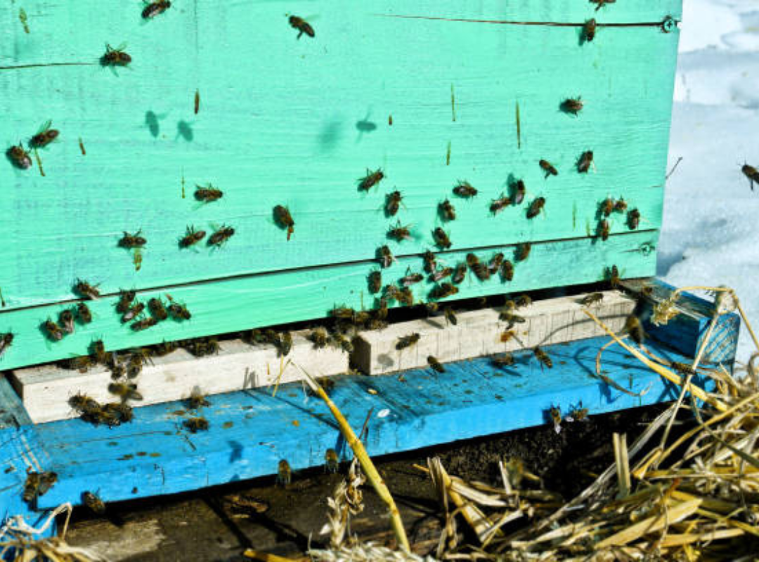 Using Natural Barriers to Keep Bees at a Distance