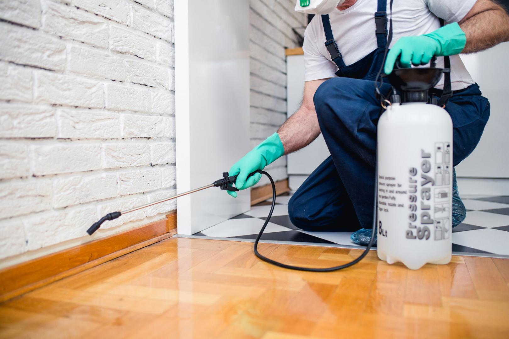 Termite Treatment Services in Lahore