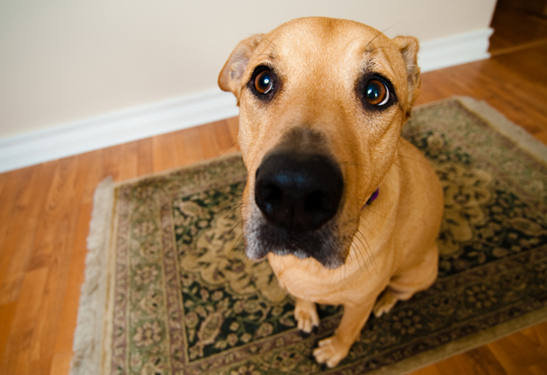 Pet Odor Removal in Chicago