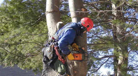 tree trimming services in Columbia, SC