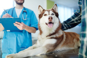 veterinary services