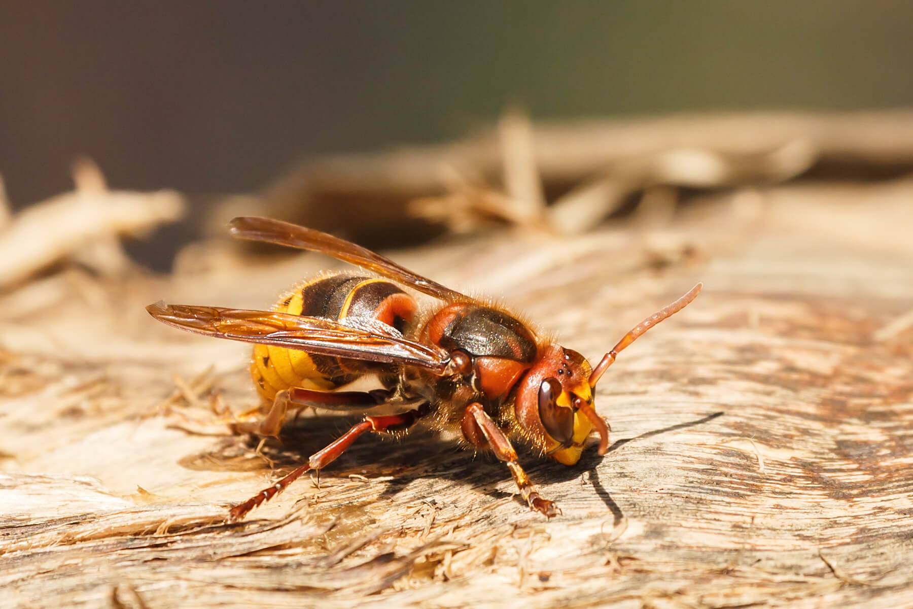 wasp-control-Waterloo