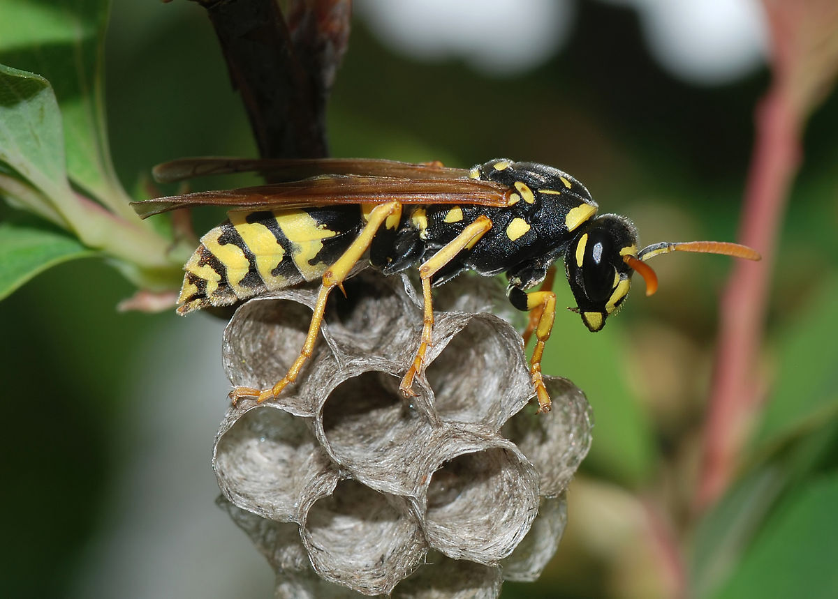 wasp-control-london