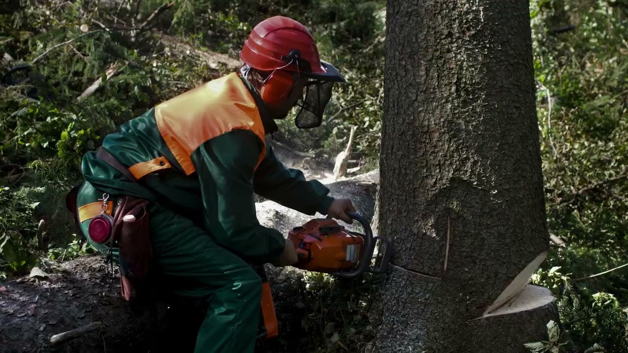 tree-removal-service-in-Melbourne